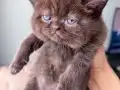 Scottish Fold Longhair Safkan