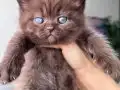 Scottish Fold Longhair Safkan