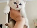 British Shorthair Yavrular