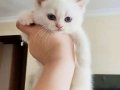  British Shorthair Yavrular