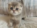 Nadir Scottish Fold
