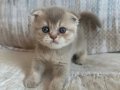 Nadir Scottish Fold