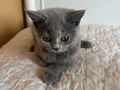 Sempatik British Shorthair (yuvasını arıyor????)