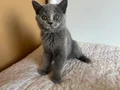 Sempatik British Shorthair (yuvasını arıyor????)