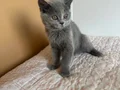 Sempatik British Shorthair (yuvasını arıyor????)