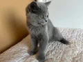 Sempatik British Shorthair (yuvasını arıyor????)