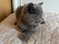 Gri Tatlı British Shorthair