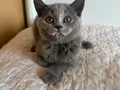 Gri Tatlı British Shorthair