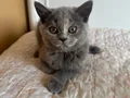 Gri Tatlı British Shorthair