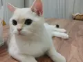 Beyaz Mavi Göz British Shorthair  Aydin Nazilli