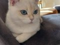 Beyaz Mavi Göz British Shorthair Aydin Nazilli