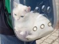 Beyaz Mavi Göz British Shorthair Aydin Nazilli