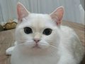 Beyaz Mavi Göz British Shorthair Aydin Nazilli