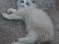 Maviş Gözlü Ragdoll yavru