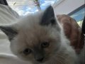 British Shorthair Yavrumuz yeni yuvasını arıyor