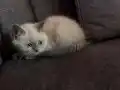 British Shorthair Yavrumuz yeni yuvasını arıyor