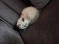 British Shorthair Yavrumuz yeni yuvasını arıyor