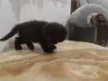 Yavrularımız Yuva Arıyor 