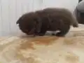 Yavrularımız Yuva Arıyor 