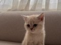 Golden British Blue Point Dişi Yavru kedimiz 