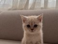 Golden British Blue Point Dişi Yavru kedimiz 
