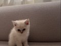 Golden British Blue Point Dişi Yavru kedimiz 