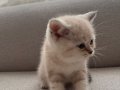 Golden British Blue Point Dişi Yavru kedimiz 