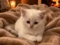 Sevimli oyuncu sağlıklı kuru mama ve tuvalet eğitimi tamam