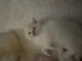 Sevimli oyuncu sağlıklı kuru mama ve tuvalet eğitimi tamam