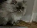 Uysal Kendini Sevdiren Pamuk Divamız 
