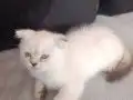 Beyaz Scottish Fold