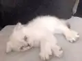 Beyaz Scottish Fold