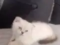 Beyaz Scottish Fold