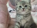 2 Aylık British Shorthair Erkek Yavru