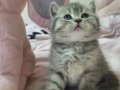2 Aylık British Shorthair Erkek Yavru