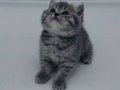 2 Aylık British Shorthair Erkek Yavru