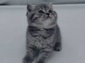 2 Aylık British Shorthair Erkek Yavru