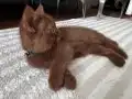 British Cinnamon 