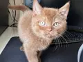 British Cinnamon 