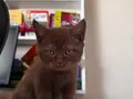 British Cinnamon 