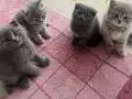 Scottish Fold Yavruları