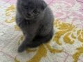 Scottish Fold Yavruları