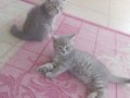Scottish Fold Yavruları