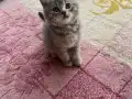 Scottish Fold Yavruları