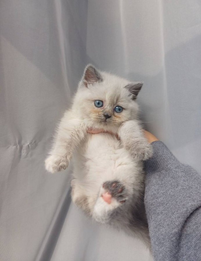 Mavi Gözlü Dişi British Shorthair Yavrusu