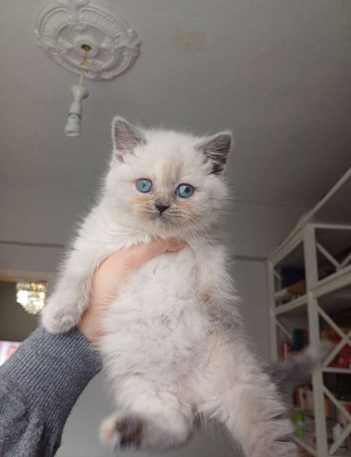 Mavi Gözlü Dişi British Shorthair Yavrusu