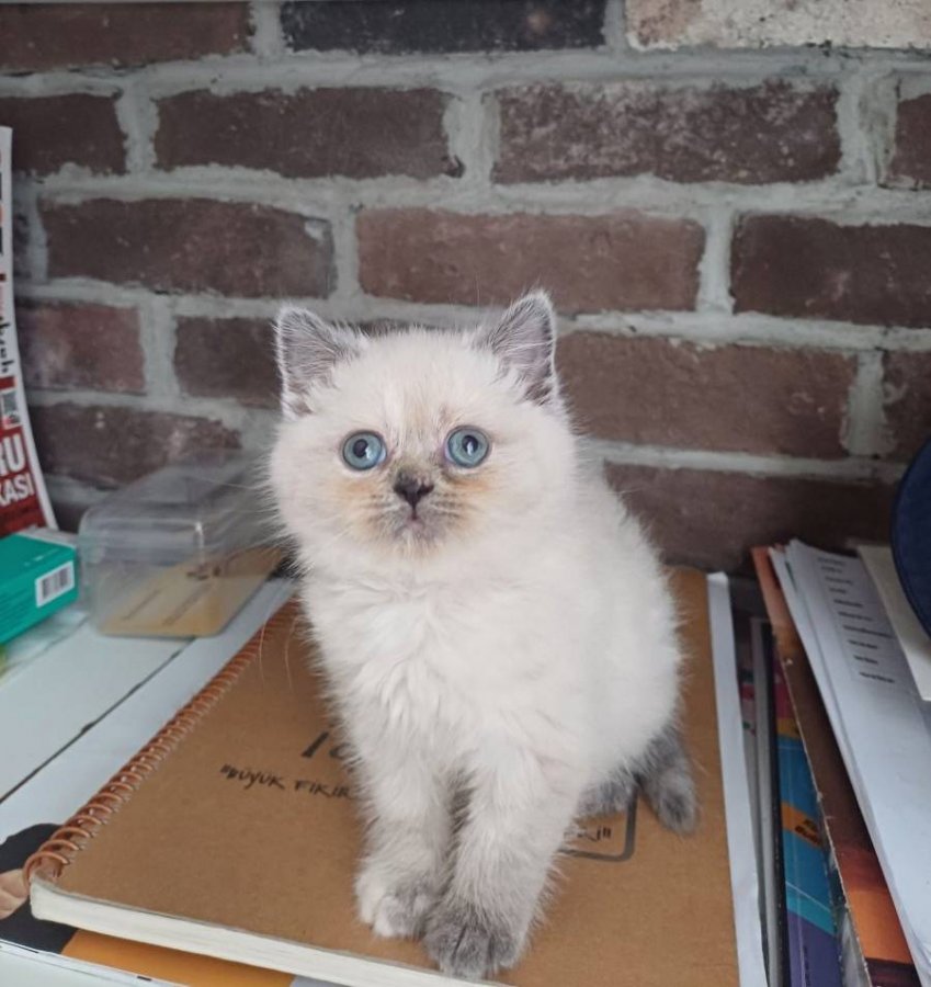 Mavi Gözlü Dişi British Shorthair Yavrusu