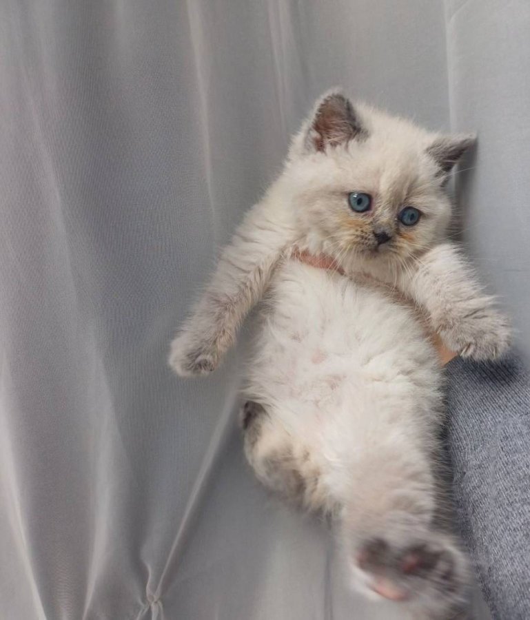Mavi Gözlü Dişi British Shorthair Yavrusu