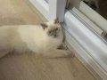 7 Aylık British Shorthair Dişi Kedi