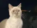 7 Aylık British Shorthair Dişi Kedi
